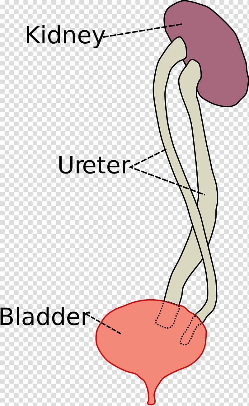 kidney clipart urethra