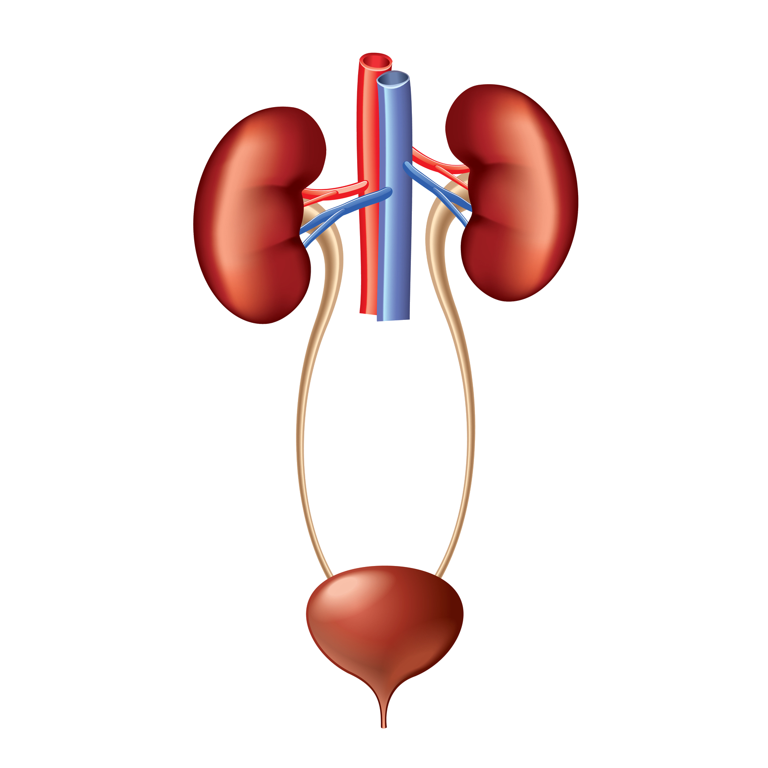 kidney clipart urinary system