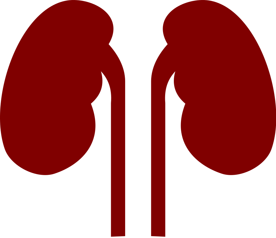 kidney clipart uti
