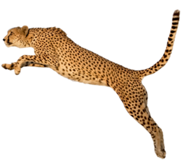 leopard clipart leopard spot