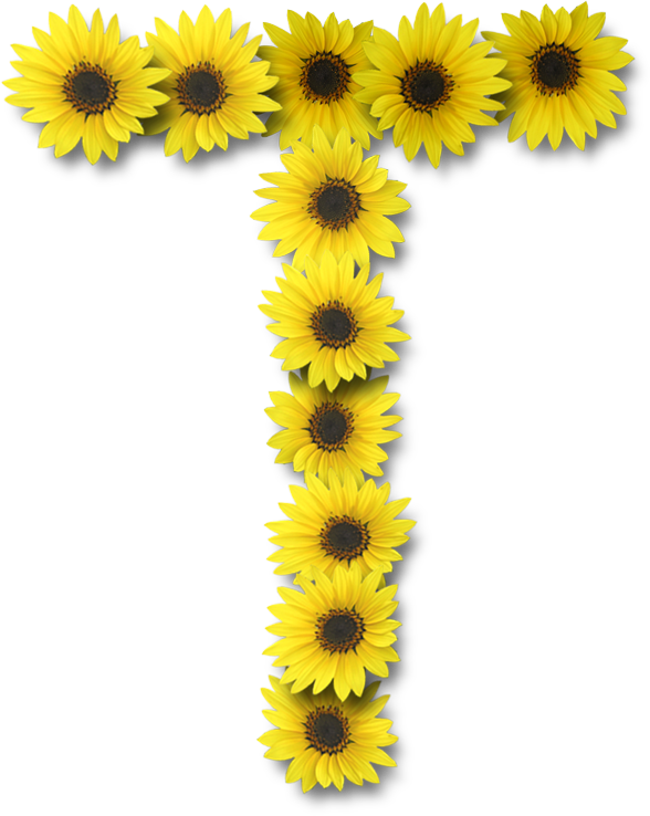 kindergarten clipart sunflower