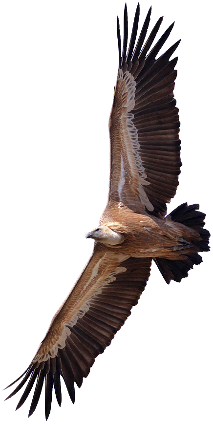 kite clipart bird