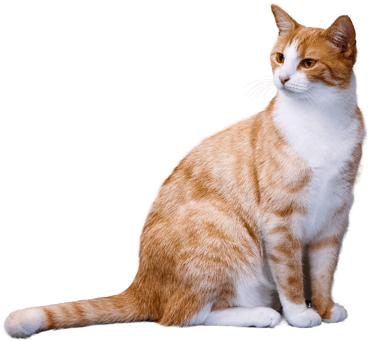 kitten clipart ginger cat