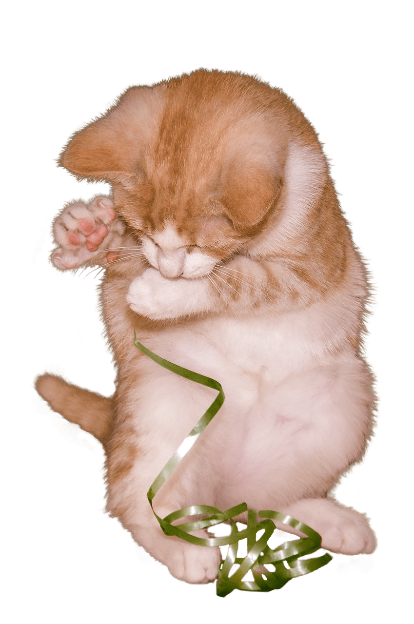 kittens clipart ginger cat