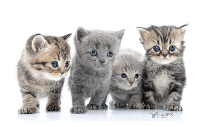 kittens clipart grey kitten
