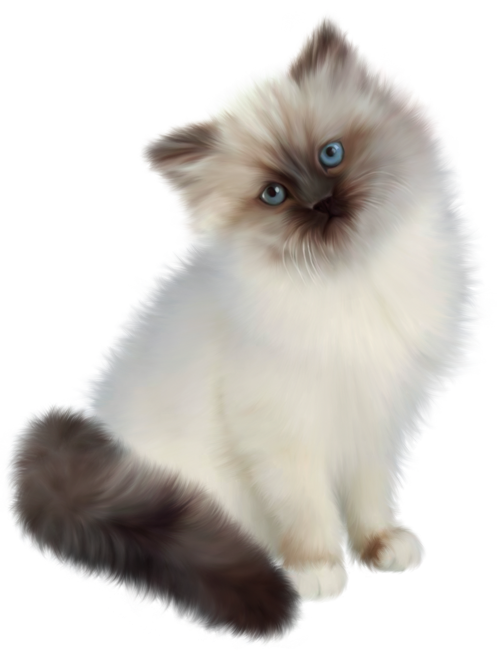 Persian siamese birman . Kitten clipart ragdoll cat