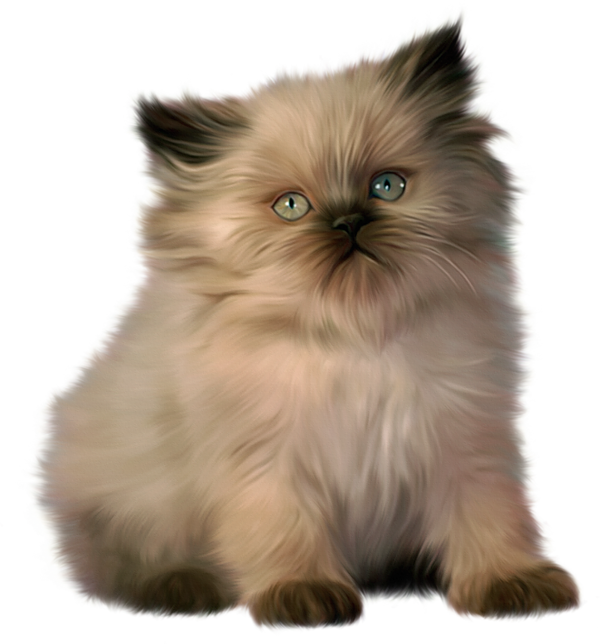 kitty clipart realistic
