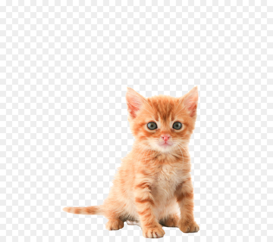 Kitten clipart translucent. Free transparent download clip