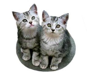 kittens clipart 2 kitten
