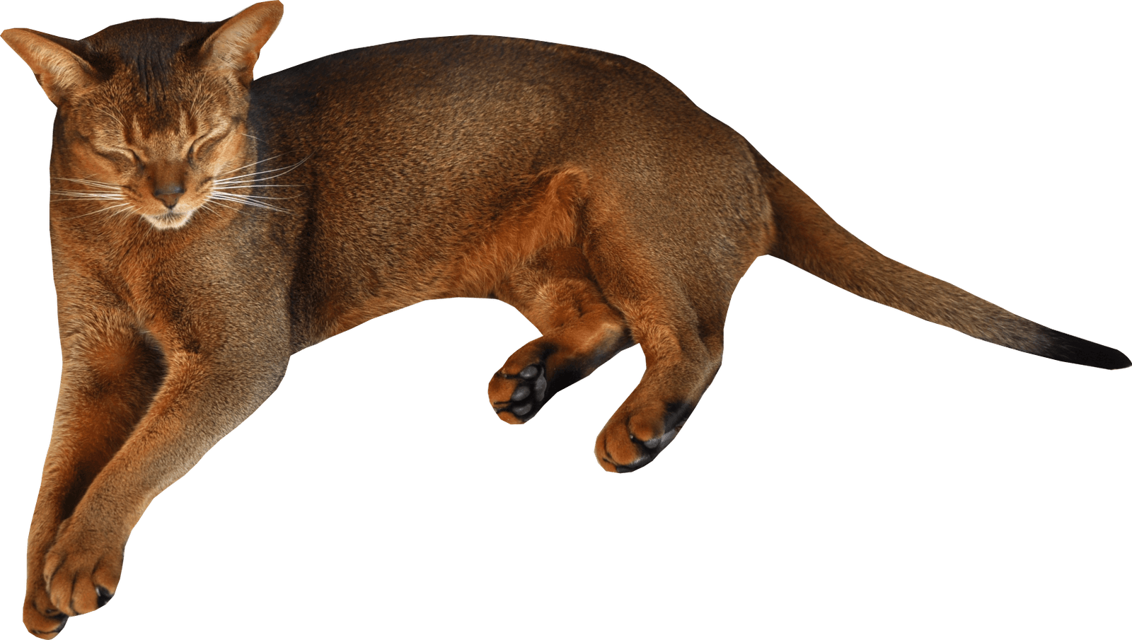 kittens clipart brown cat