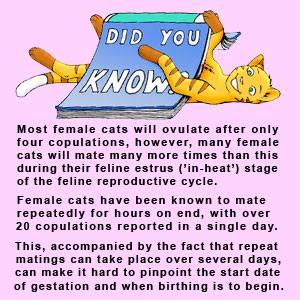 The gestation period how. Kittens clipart female cat