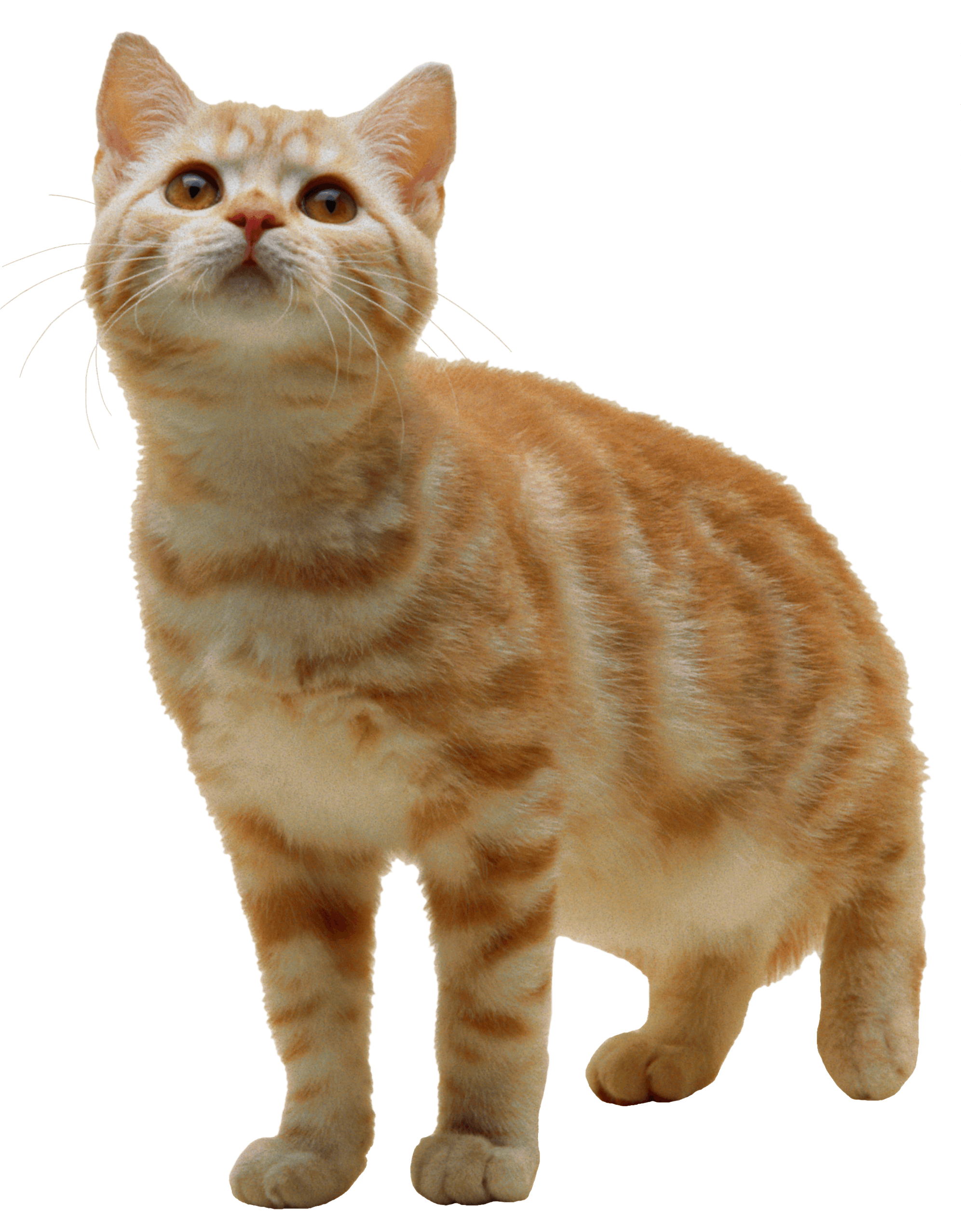 kittens clipart ginger cat