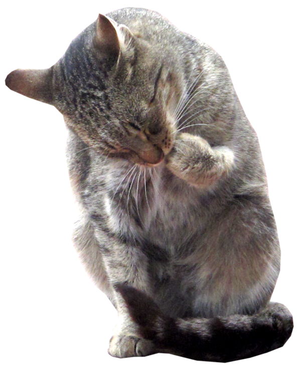 kitty clipart realistic
