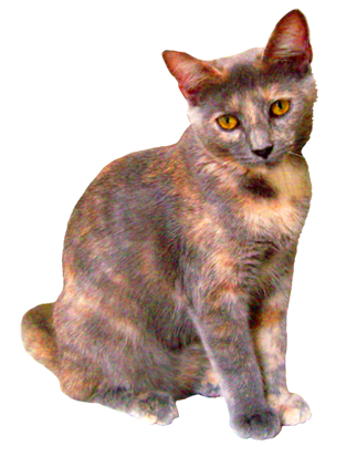 kittens clipart realistic