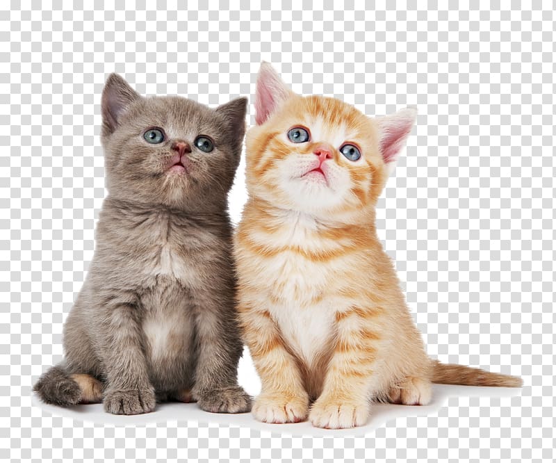 Kittens clipart tabby kitten. British shorthair ragdoll chartreux