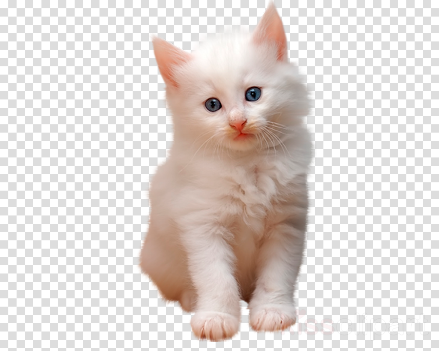 kittens clipart transparent background