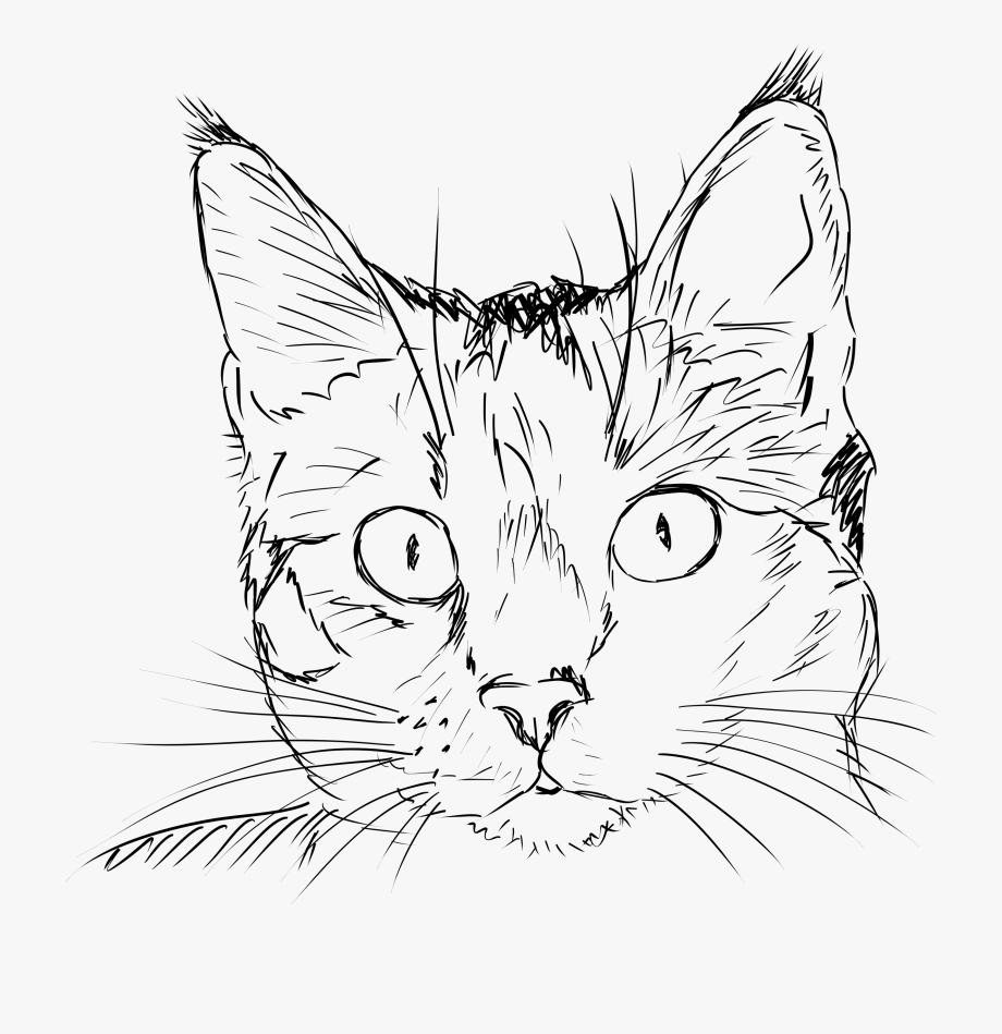 Pencil and in color. Kitty clipart big cat