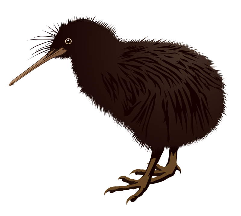 kiwi clipart flightless bird