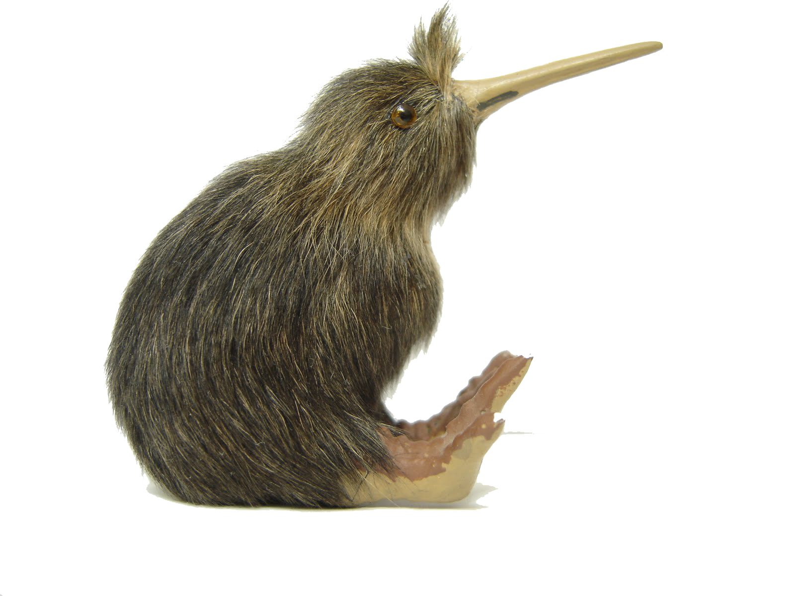 kiwi clipart kiwi bird
