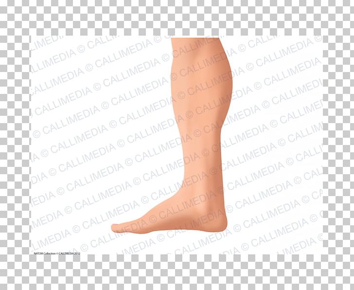 knee clipart ankle