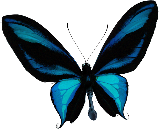 Knitting clipart knitting sock.  insects pinterest and