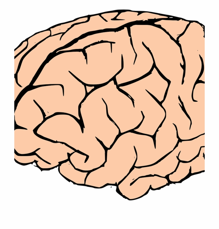 Knowledge clipart transparent. Brain human 