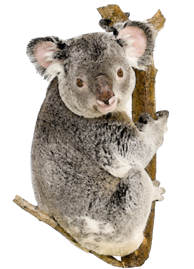 Koala clipart fauna, Koala fauna Transparent FREE for download on