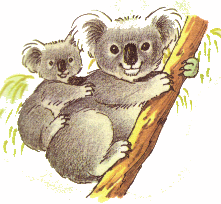 koala clipart fauna