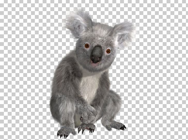 koala clipart fauna