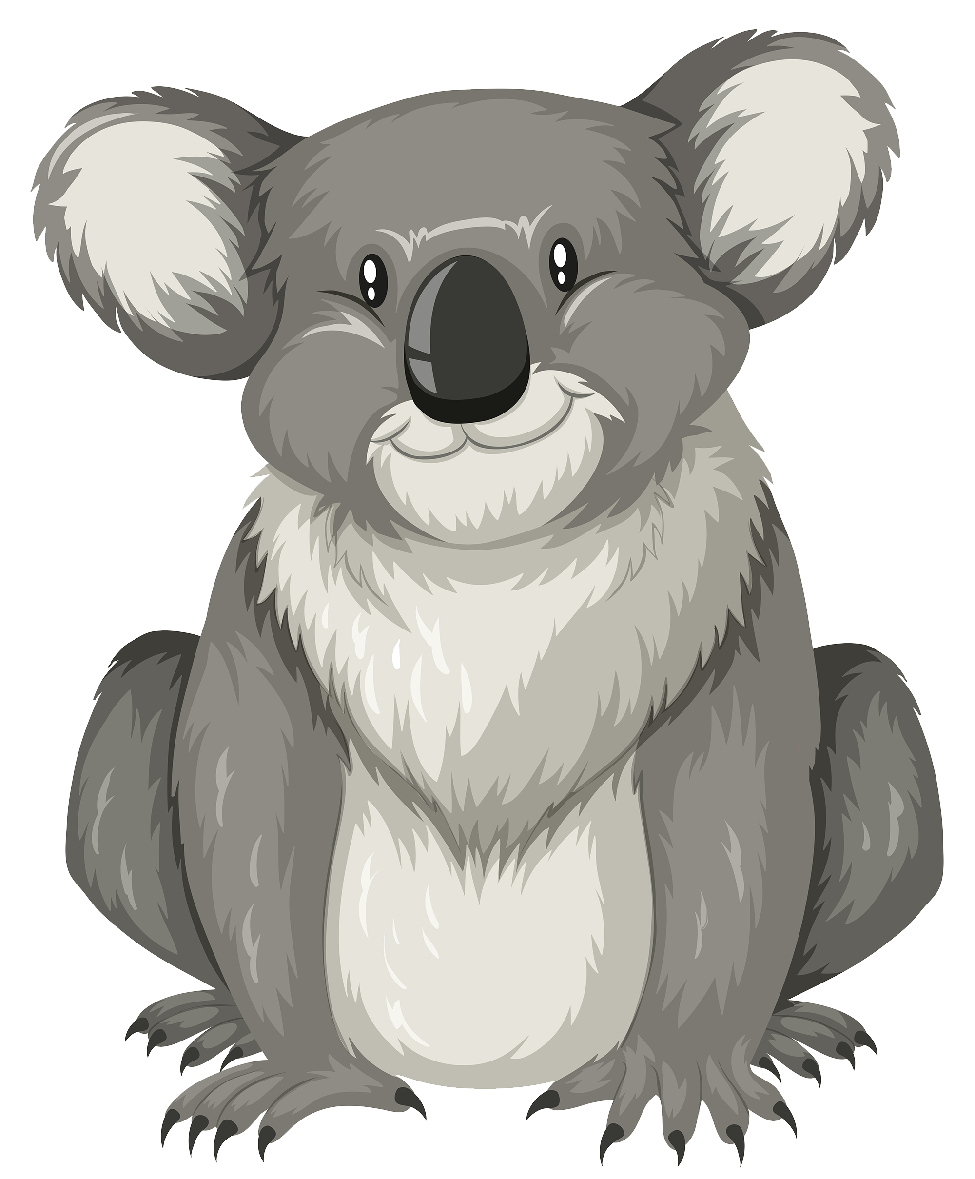Cartoon Pics Koala Png Images