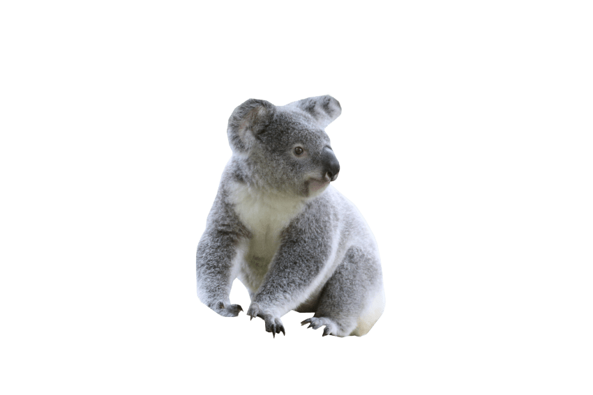 koala clipart transparent background