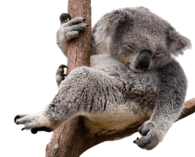 koala clipart transparent tumblr