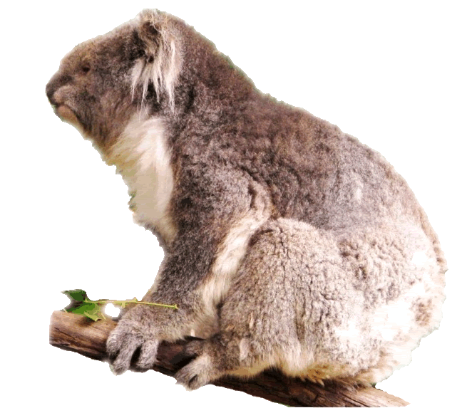 Koala wildlife australian