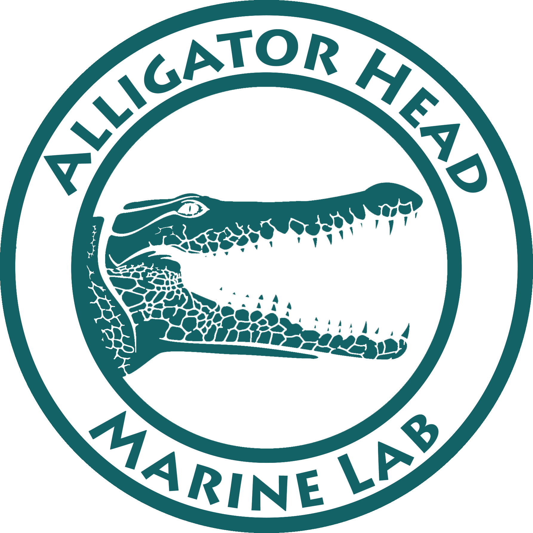 Marine alligator head foundationalligator. Lab clipart anatomy lab