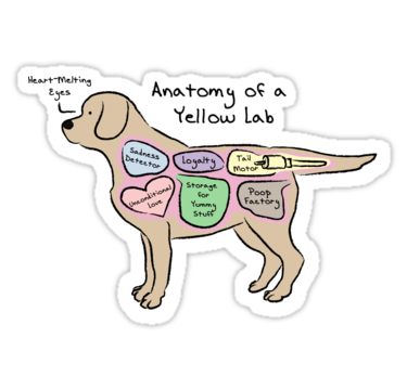 Lab clipart anatomy lab. Of a yellow sticker
