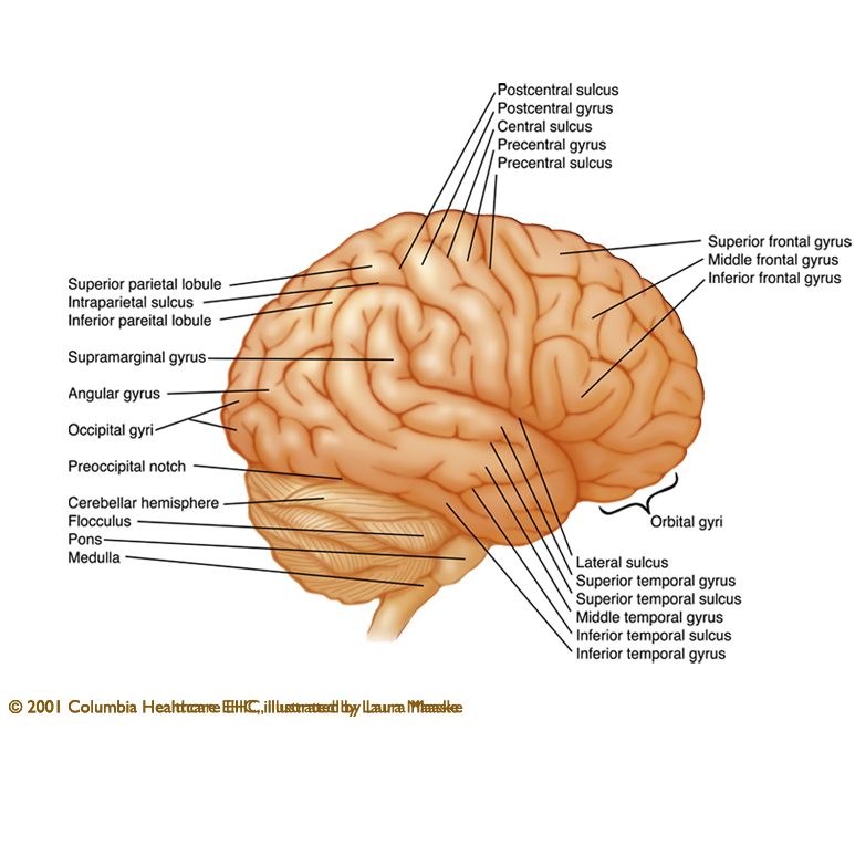 label clipart brain