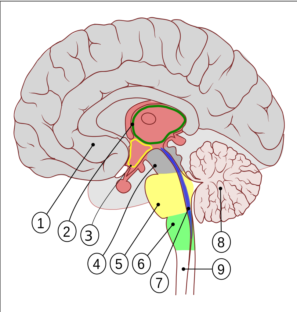 label clipart brain