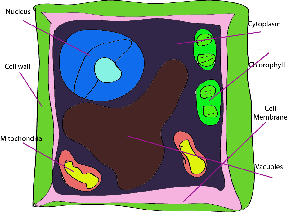 label clipart plant cell