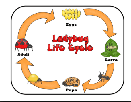 ladybug clipart lifecycle