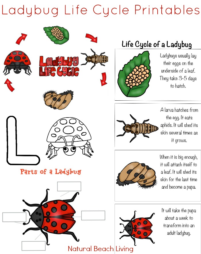 Ladybug clipart lifecycle. Life cycle activities free