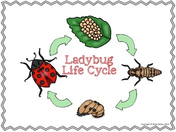 Ladybugs clipart ladybug life cycle. D of a science
