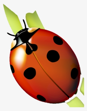 ladybugs clipart real