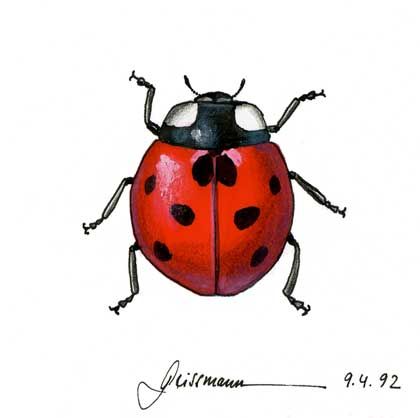 ladybugs clipart sketch