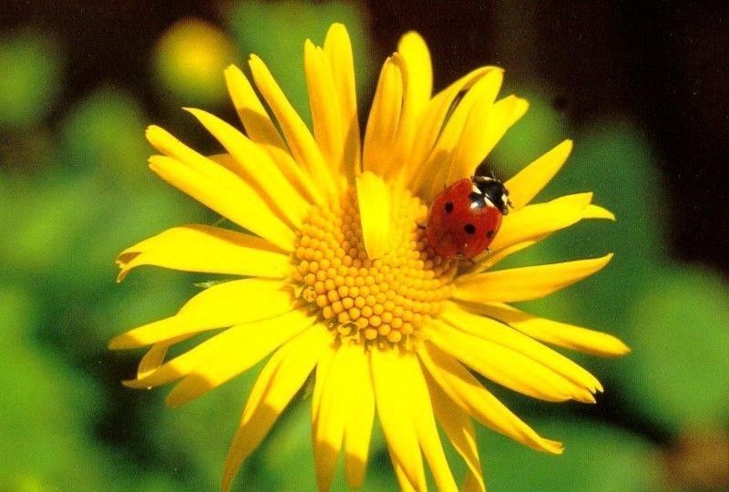Results for free sunflowers. Ladybugs clipart sunflower