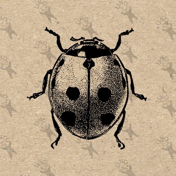 Beetle ladybug image instant. Ladybugs clipart vintage