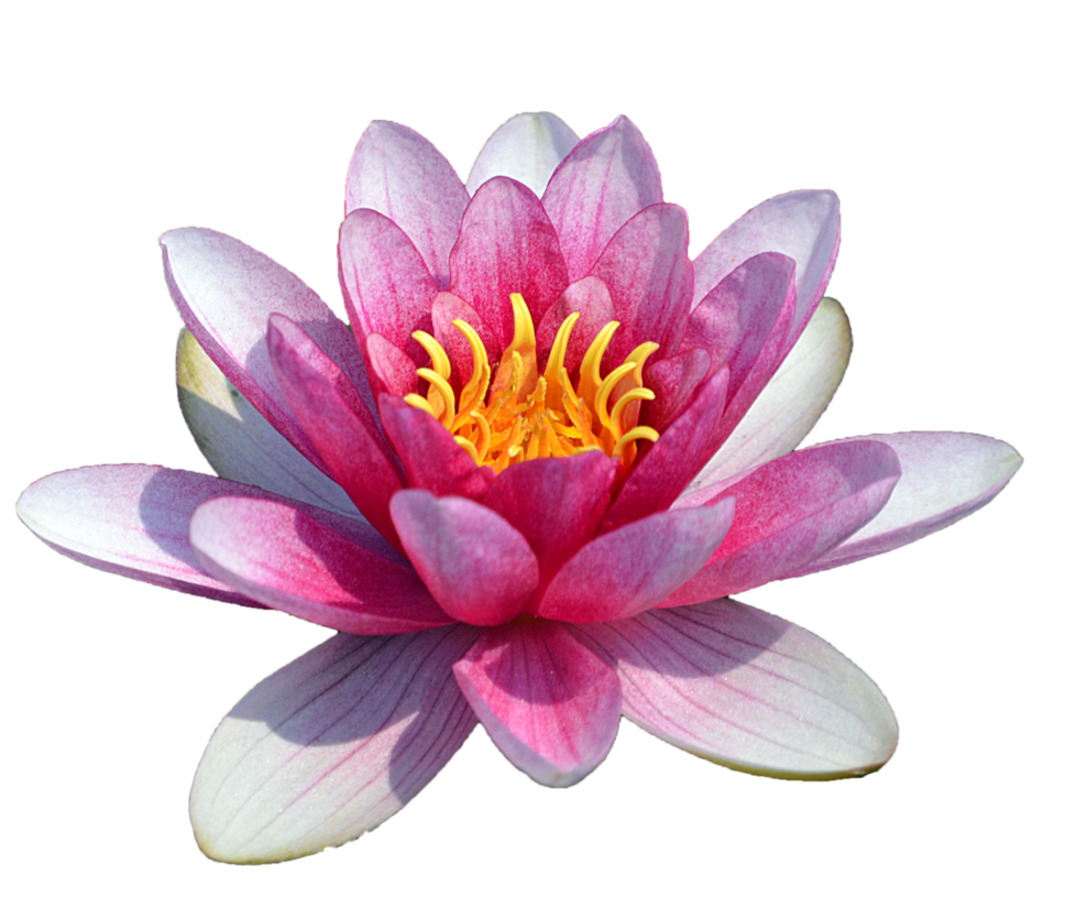 lotus clipart lily pad flower