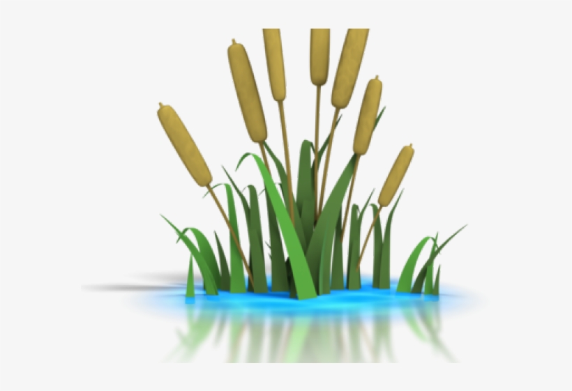 lake clipart pond reed