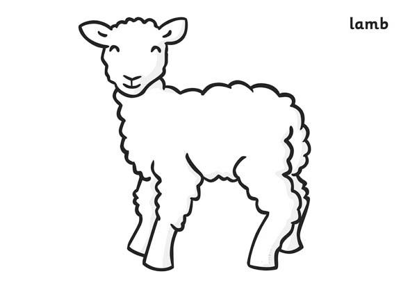 lamb clipart colouring page