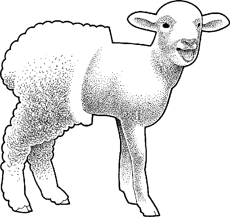 lamb clipart shearing sheep