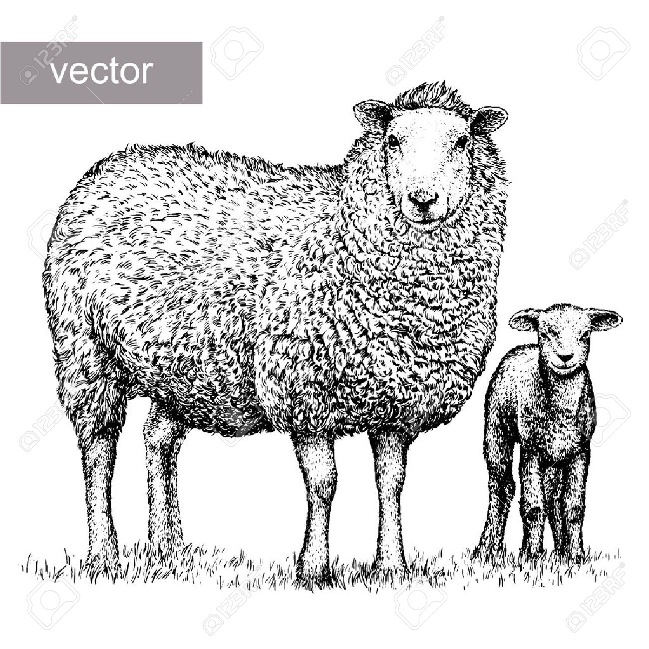 lamb clipart sheep drawing